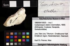 Foto (Objket + Etiketten) von Cycloprosopon etalloni (Gemmellaro, 1869) 